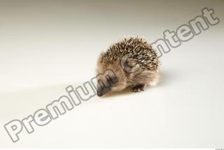 Hedgehog - Erinaceus europaeus  0003